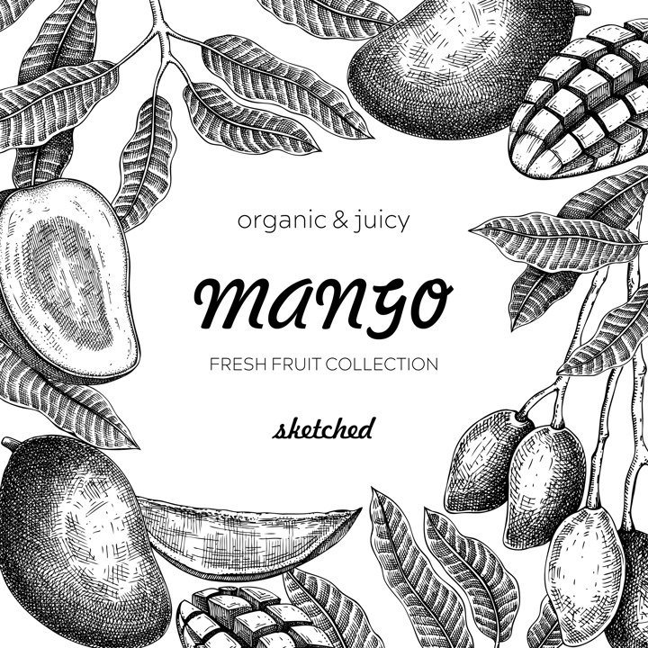 Tropical fruit frame. Ripe mango sketch. Hand drawn vector illustration. Packaging, menu template, juice design. Exotic plants background. NOT AI generated.